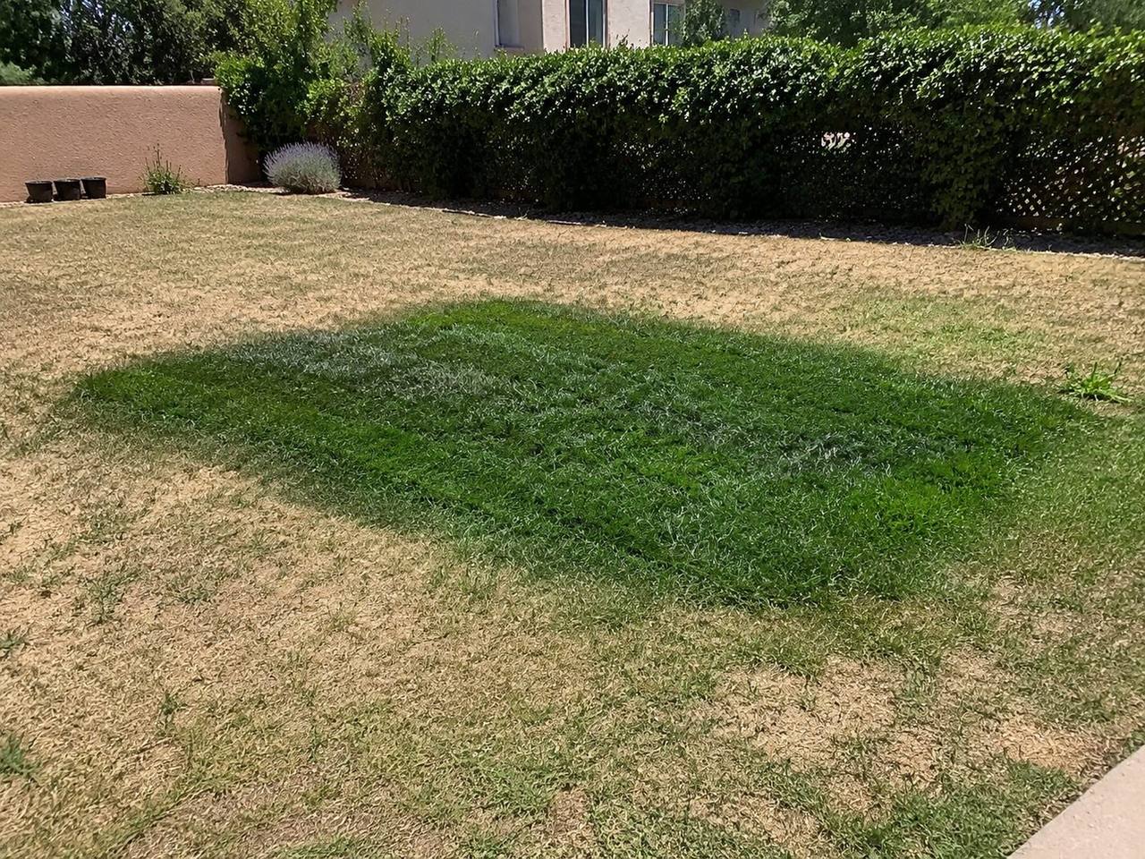 Distinct patch of unusually lush, green grass over a backyard drainfield area, contrasting with the drier lawn around it